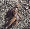 Salticus scenicus